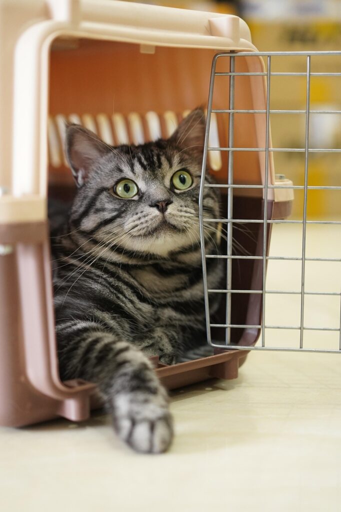 cat, animal, mammal, feline, domestic, cute, pet, nature, cage