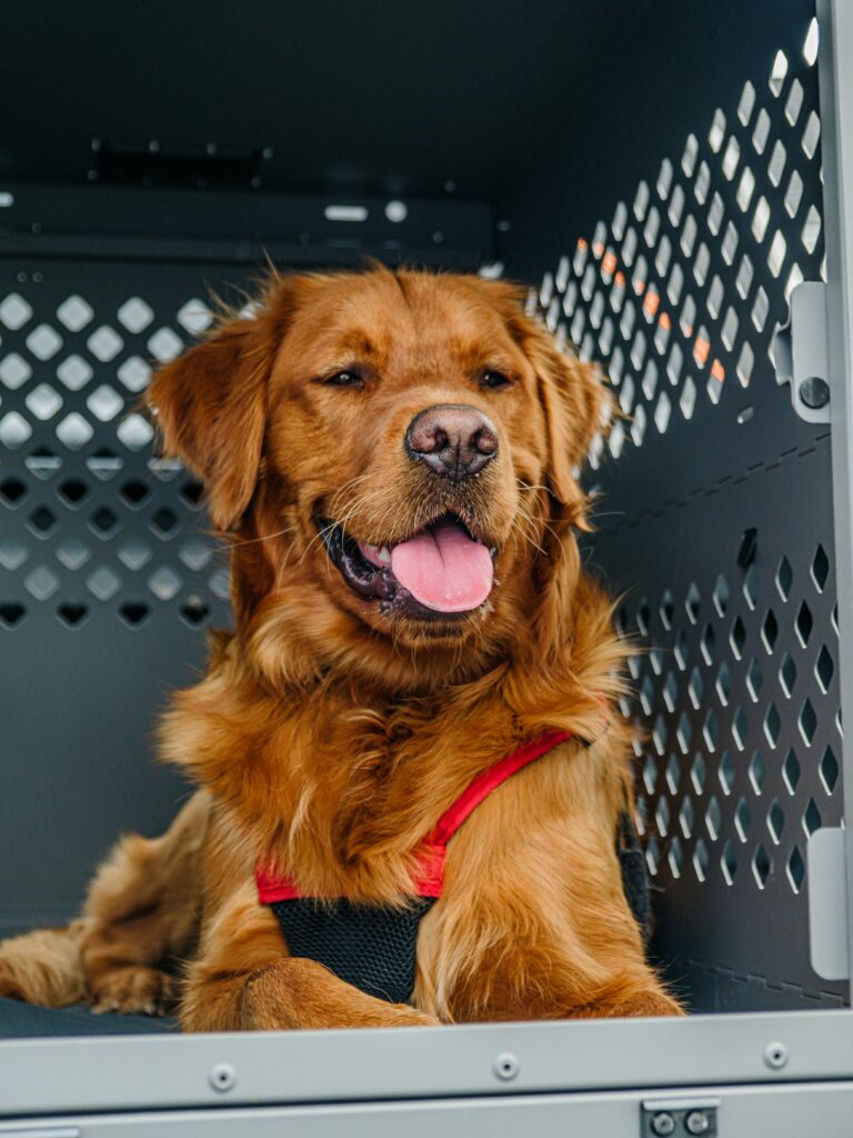 Golden Retriever comfortably inside a durable dog crate, showcasing premium quality.